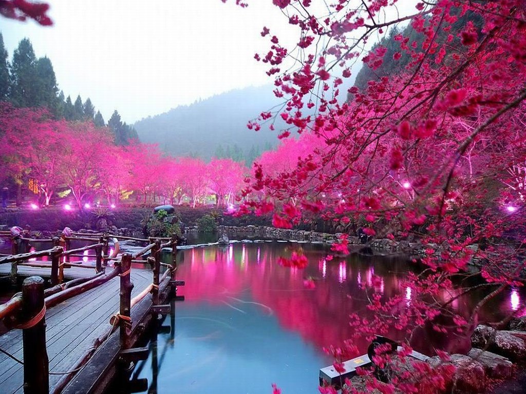 Japanese Cherry Blossoms In Pictures Skyscanner India